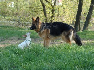 dogs in dog park