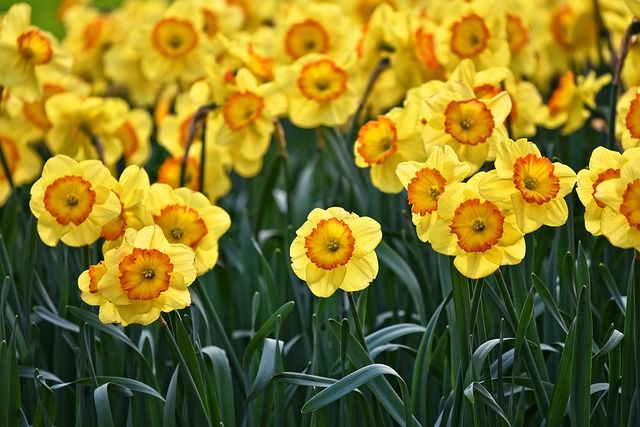 Moving Company Serving Puyallup daffodil flowers