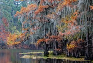 Caddo Lake - Credit: Cindy Taylor Caddo Lake