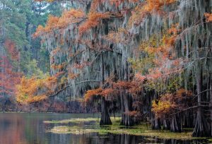 Caddo Lake