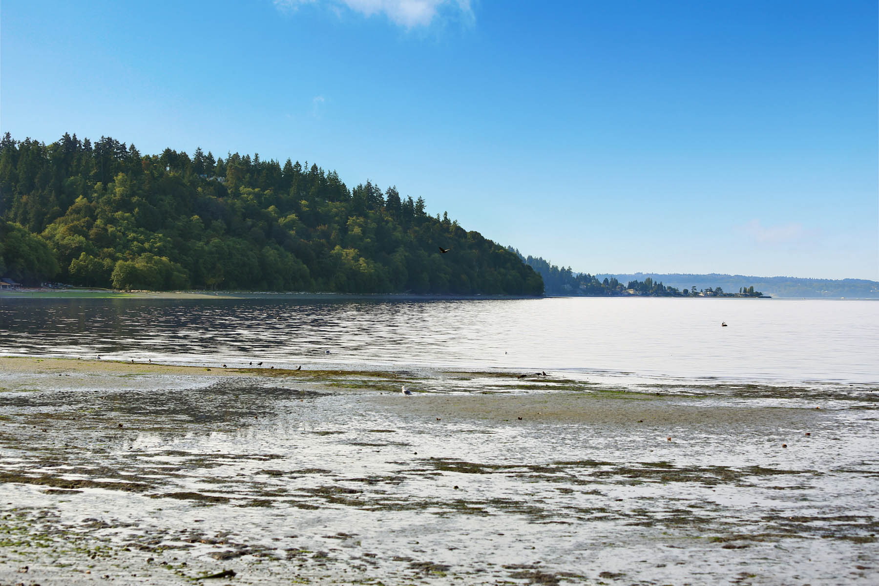 Scenic private beach with Puget Sound view and green hill, Burien, WA